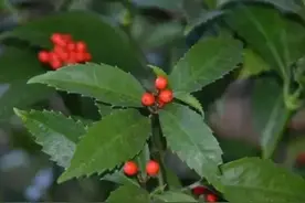 疼痛用药心得分享3.藤类引经药图片