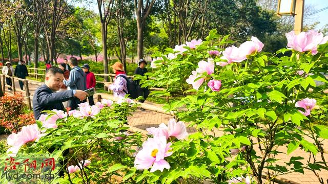 洛阳牡丹醉游人