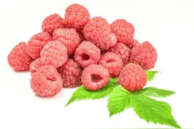 🌿覆盆子：补肾固精的红色宝藏 | 科学视角下的养生智慧图片