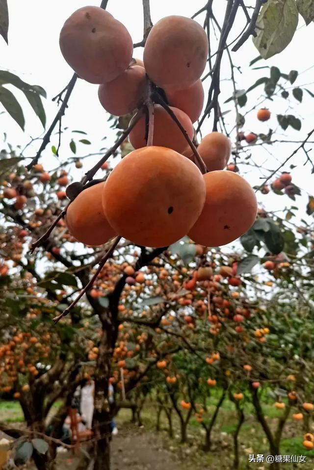 免费推荐!成都0.5h秋日免费打野攻略!摘柿子/板栗/八月瓜/野梨