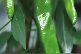 辣椒中的“爱马仕”，你吃过吗？图片