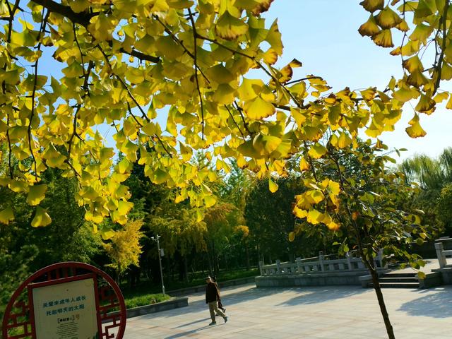 漫步泰安天平湖植物园