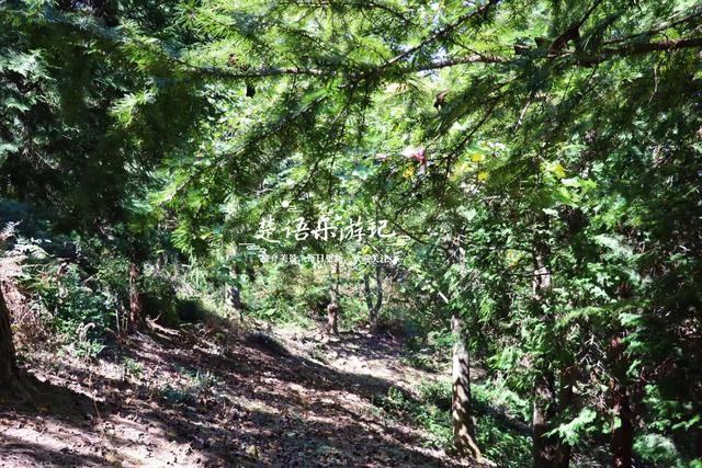 浙江宁波的桃源级森林公园，藏着一条黄金古道，景美但需做好攻略