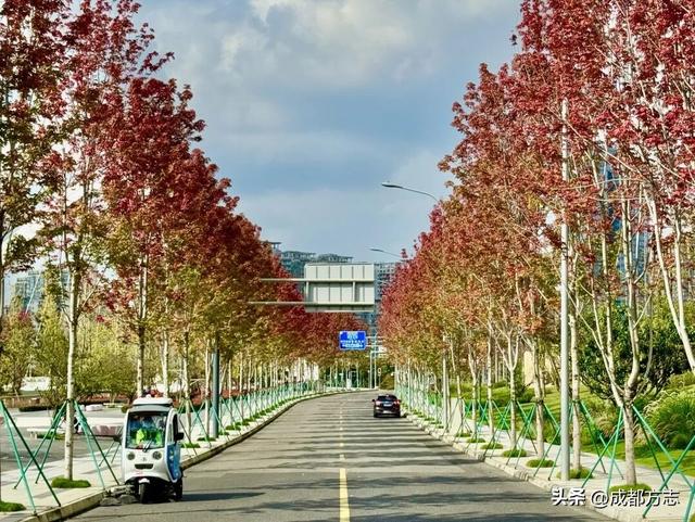 成都“枫”景天花板！再不看就晚了！