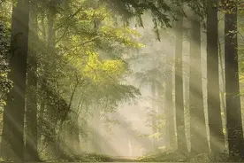 丁达尔光怎么拍？这5步，拍出梦幻大片！图片