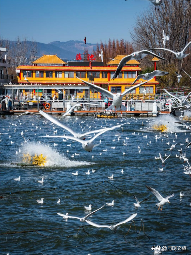 不止大坝！昆明观鸥最全热门+小众点位收录＊附核心区交通指南