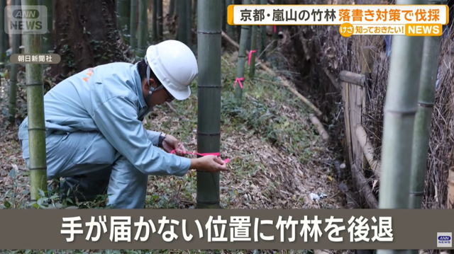 日本网红打卡地快被外国游客 “霍霍” 没了？京都岚山被逼砍竹林！