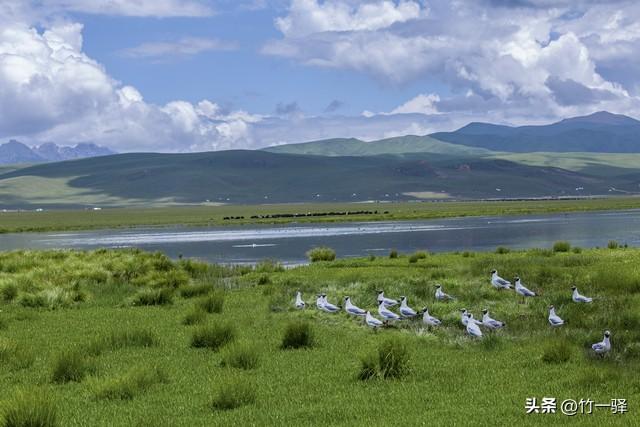 西藏嘎朗湿地：藏东南的隐秘莲花