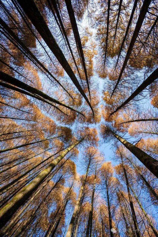 崇州彩林天花板🤩🤩🤩谁还没去过？