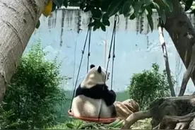 雅一酷爱表演空中瑜伽，广州动物园不是我，我没有…图片