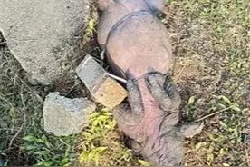 “一半村民饮用水源”的水井内，被投入绑着石头的死猪，律师：肇事者或面临拘留罚款图片