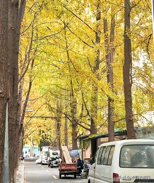 成都市中心最美银杏观赏地，这6处你去过吗？都不要门票！
