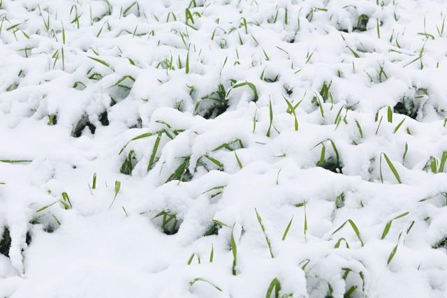 明天小雪，老人说就怕“小雪一日晴”，小雪天晴有啥预兆？早了解