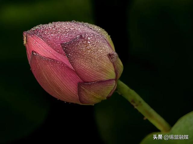 出片率100%!就在锡林浩特,赶紧安排→
