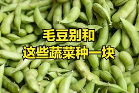 毛豆的"死对头"！这些蔬菜千万别和毛豆挨着种，老农都懂的秘密！图片