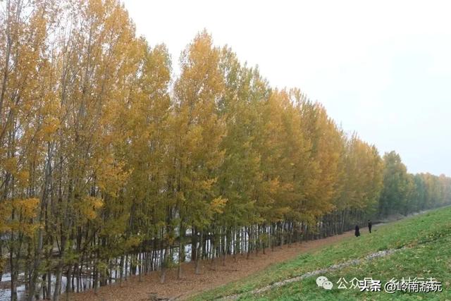 全部免费!渭河南河堤路赏秋攻略大全,那风景简直美爆了!