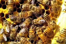 声称“无限保质期”的蜂蜜不可以食用图片