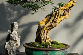 “黄杨厄闰”，还有这种说法，可见黄杨老桩盆景的珍贵程度图片