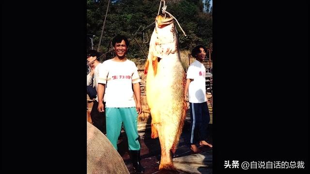 二十年的老鱼胶 2026年30年老鱼胶