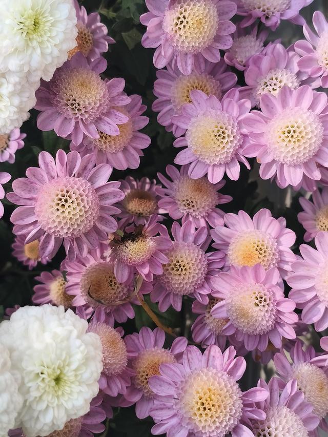 生活日常分享，独自赏花经历，以供大家娱乐