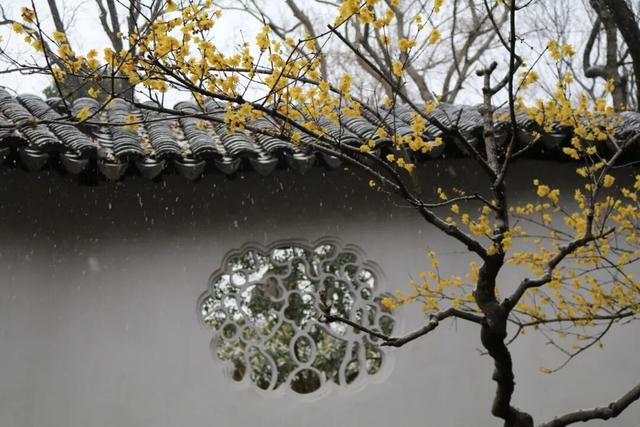 2026年的一场纯雪，让苏州一夜变成了姑苏！