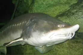 黑龙江鳇鱼的“怒吼”！我国5年放流300万尾，都是给俄罗斯做嫁衣图片