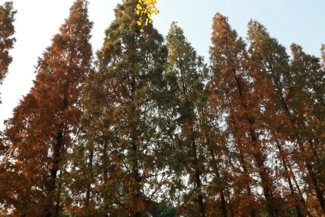 郫都水杉红了！抱着手机猛拍，被这限定美景狠狠惊艳