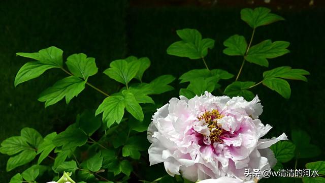 极美洛阳城牡丹迎春吐蕾绽放