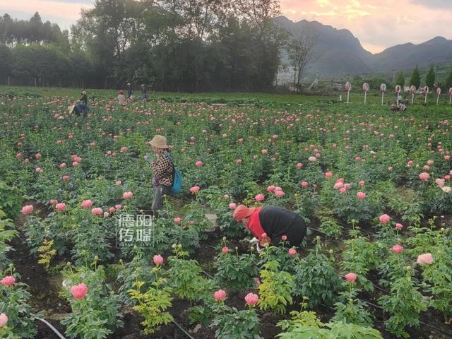 快来打卡！绵竹这片700亩芍药花海正值盛放→