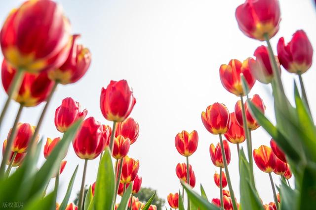 550万株正开！藏在安徽旷野上的郁金香花海，多彩又免费，可露营