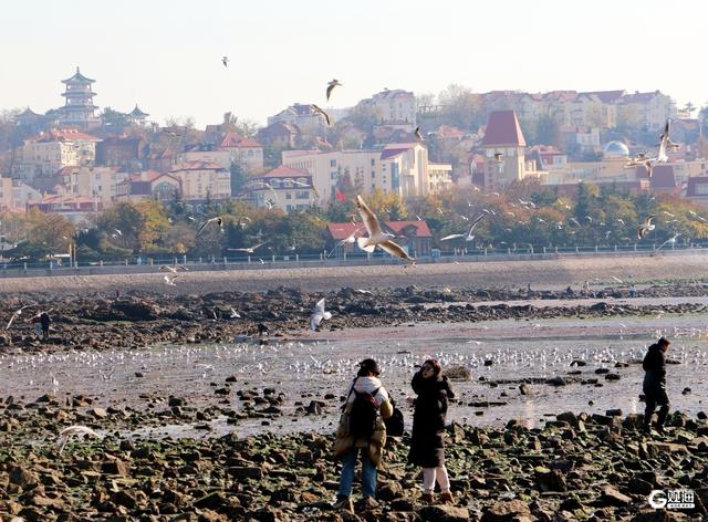 蓝天白云间“名场面”：海鸥翩跹，人鸥同乐