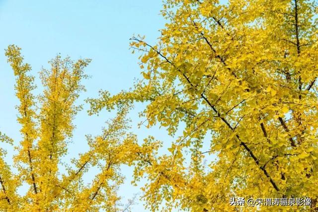 陕西渭南：人民公园银杏林色彩纷呈 祥和美丽 秋色宜人