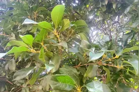 今年的桂花，为什么迟迟未开？图片