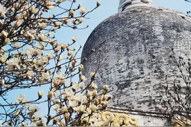 【2024爱沈阳·春天花正开】东塔白玉兰火了!42年前首批玉兰来沈，如今更多打卡地等您来图片