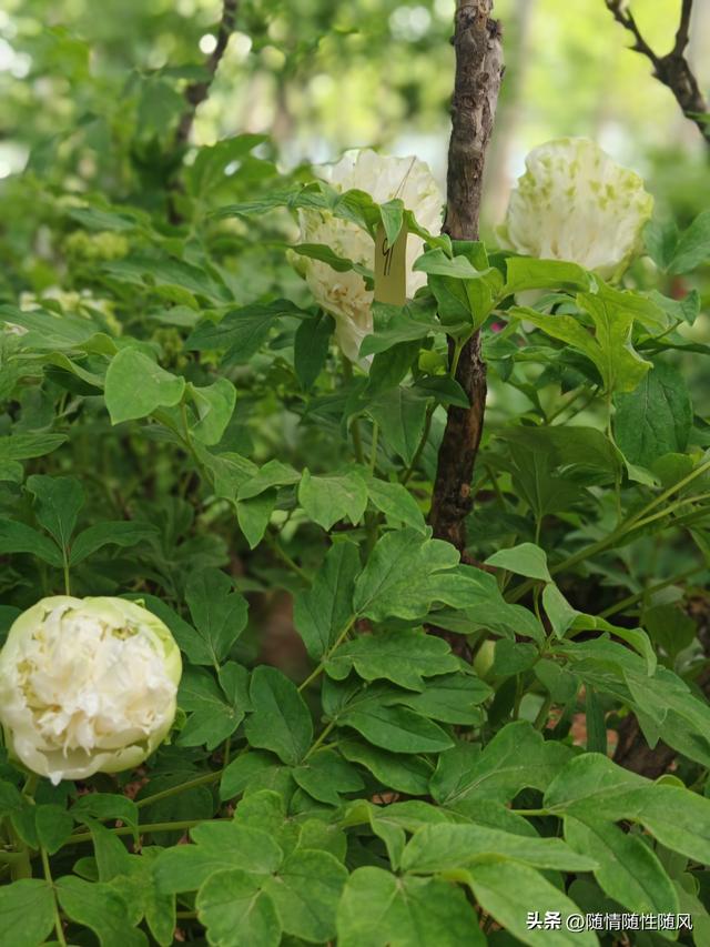 身为洛阳人，年年去牡丹园看花