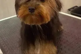 马尔济斯vs约克夏，两只亚洲地区顶级个体，配得上华丽高贵四个字图片