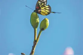 厦门的蝴蝶变多了吗？来看看怎么回事图片