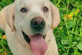 若狗有这些症状，说明身上全是寄生虫，可别忽视了图片