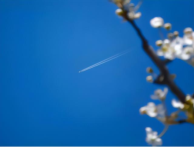 静·画丨春约梨乡 寻花良王庄