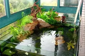 养龟维持水质常见的三种方法，第二种性价比最高图片