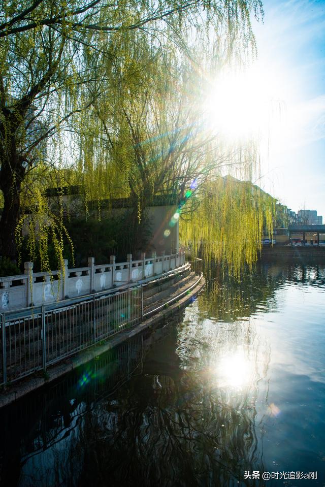 春到民心河，柳色是最温柔的底色！