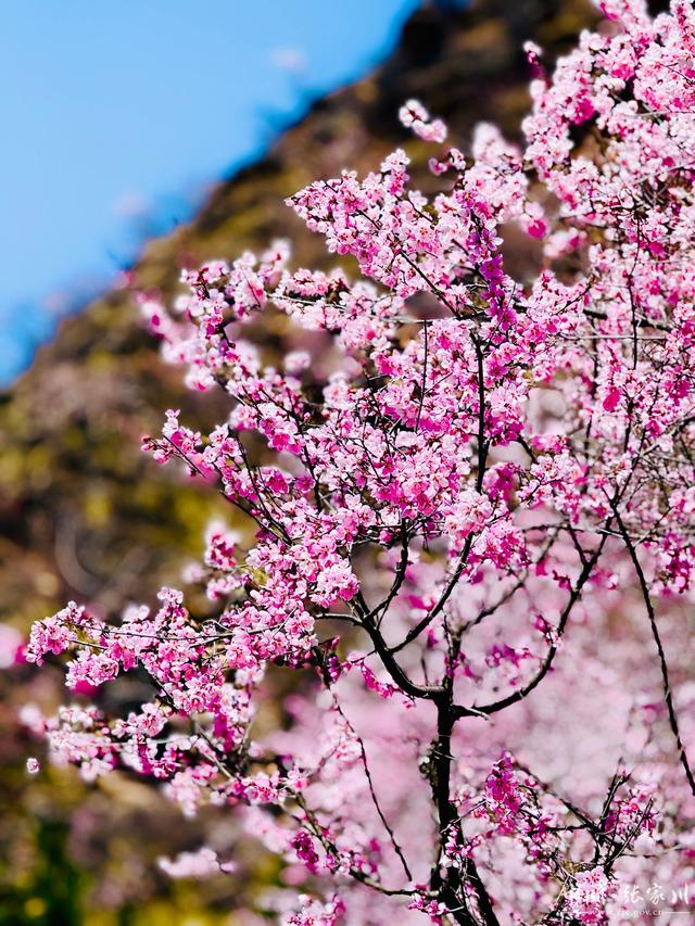 诗意春芳华·花开张家川