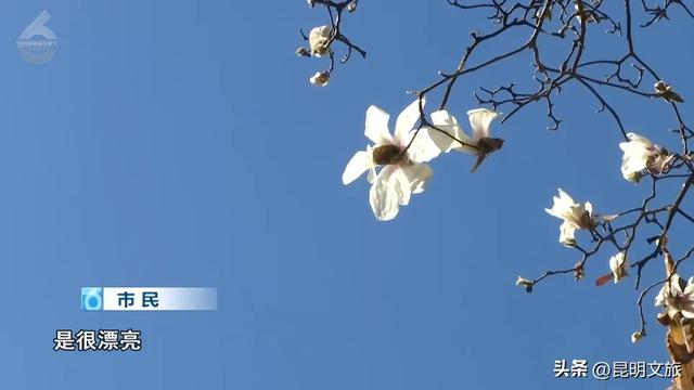 冬日暖阳正好~昆明这里的玉兰初放,一起来乐享静时光