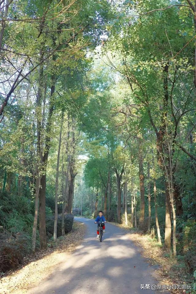 藏不住了！望城这片小众银杏秘境已到最佳观赏期，还能露营、骑行、摘果子