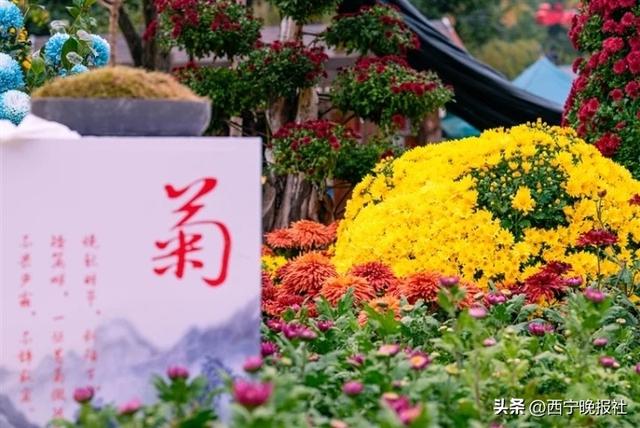 与西宁，共赴一场菊之约