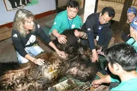 每天被活取胆汁，疼到咬烂自己手掌！曾轰动一时的胆熊怎么样了？图片