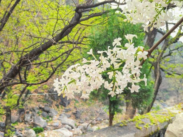 泰山斗母宫百年丁香盛放 古刹幽香引客来