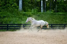 生肖马：你的身边已有三位贵人默默相助，别再怀疑了！图片
