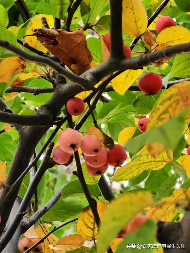 冬日上新！石家庄市公园里海棠果 “染红枝头”，果香伴冬景超治愈