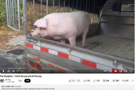 太离谱！国外百万网友围观中国农村过年杀猪，各国网友评论笑崩了图片